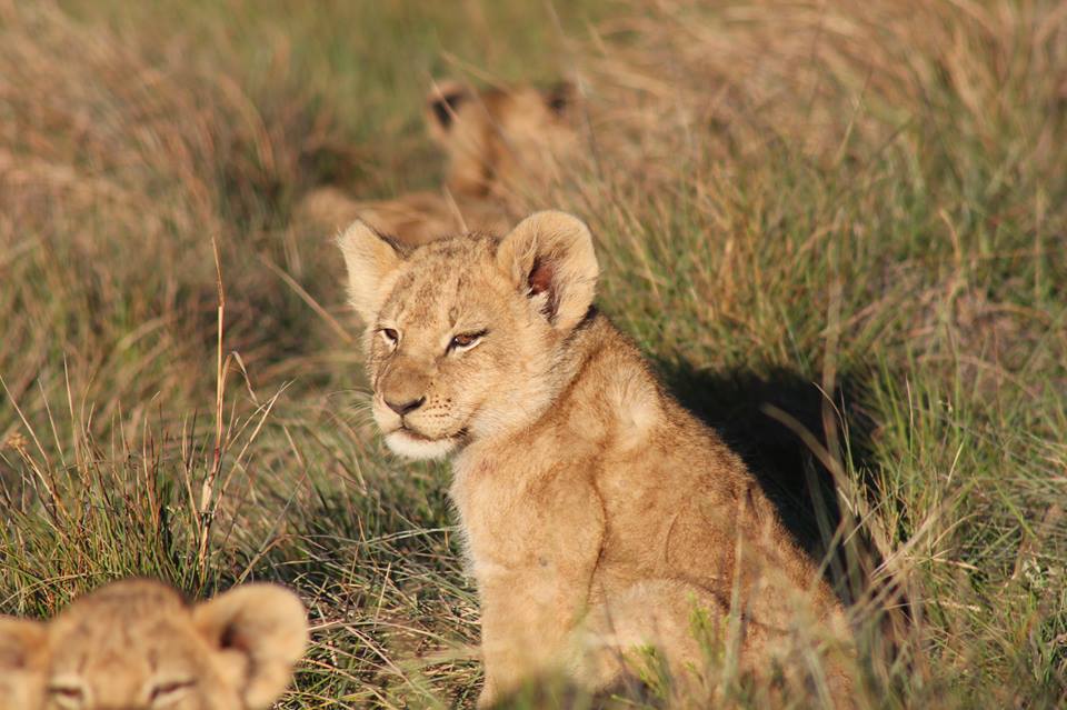 Lion Cub Kariega Game Reserve Eastern Cape Claus Wollmer  (3)
