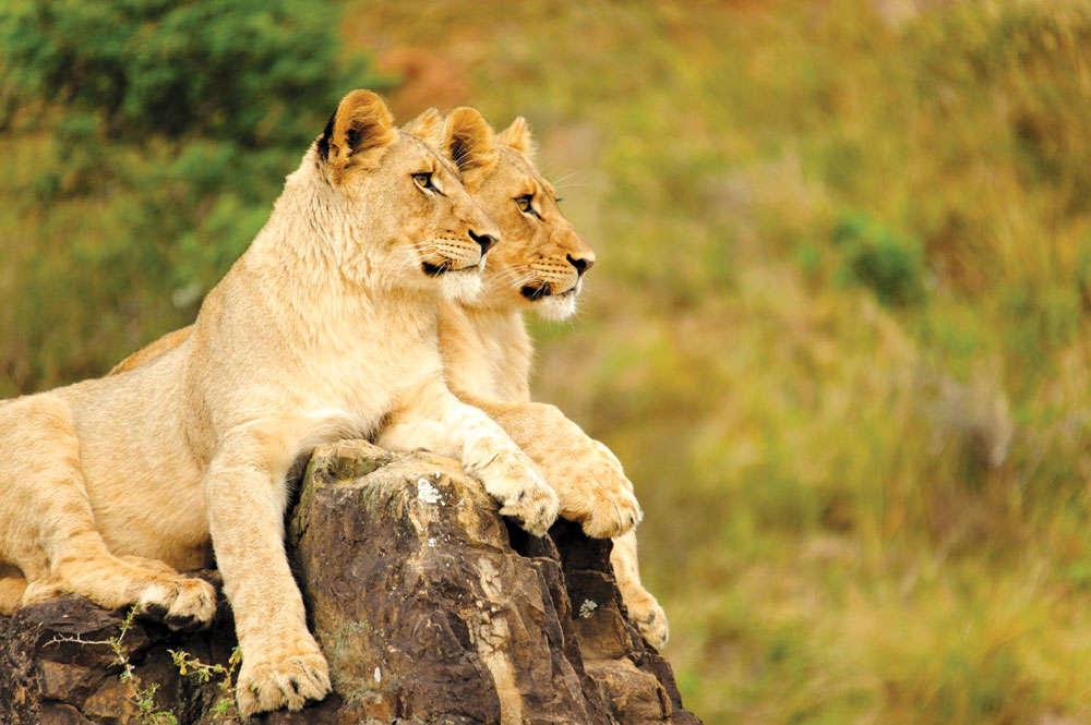 Kariega Honeymoon Safari Special Lions