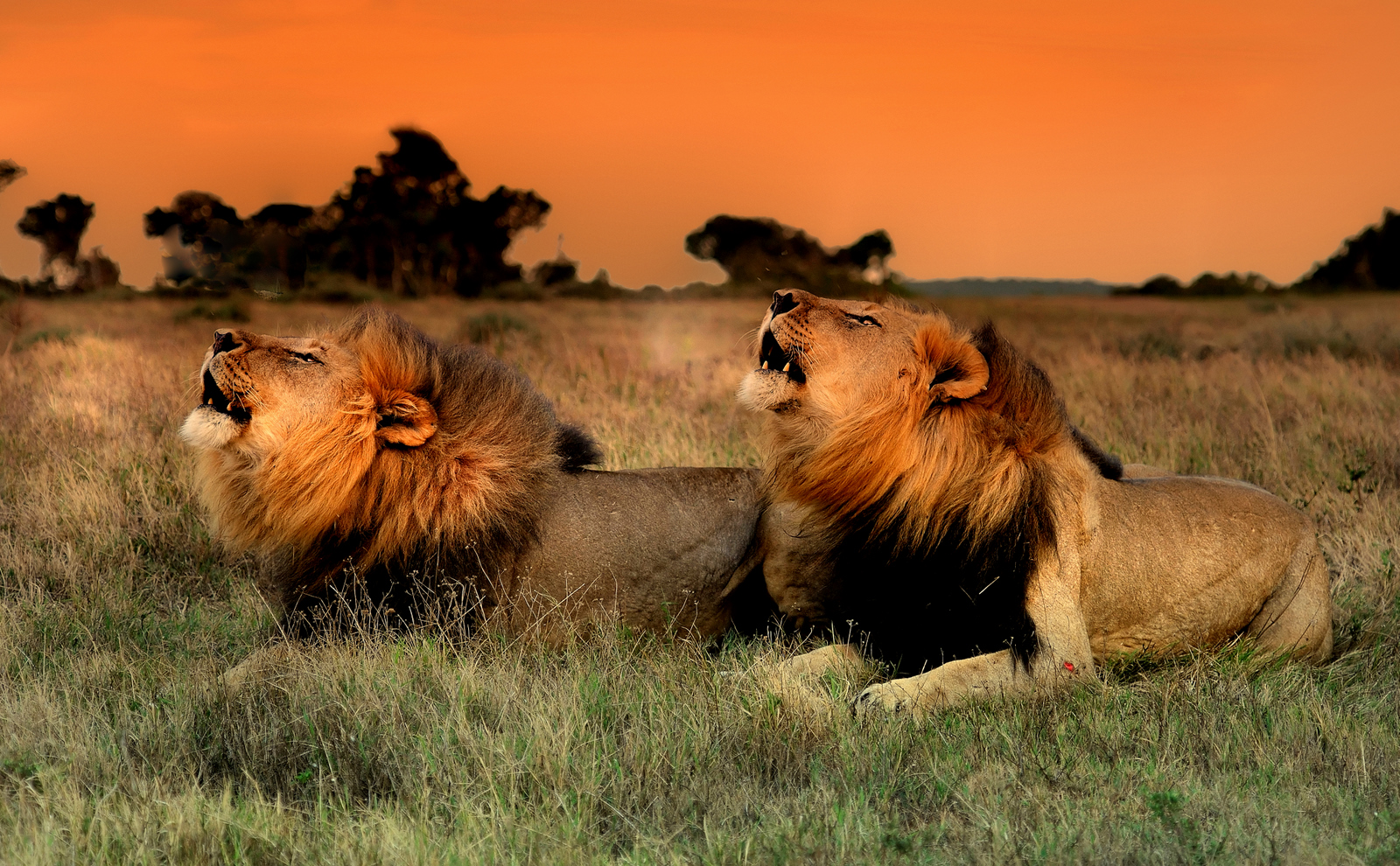 Pride Of Wild Lions In Game Park Kariega Game Reserve 