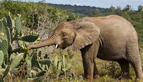 Kariega Game Reserve elephant.jpg