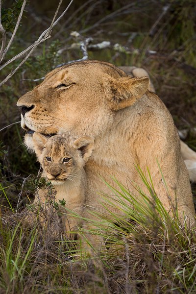 New Lion Cubs Kariega Game Reserve April 2013 B Jennings