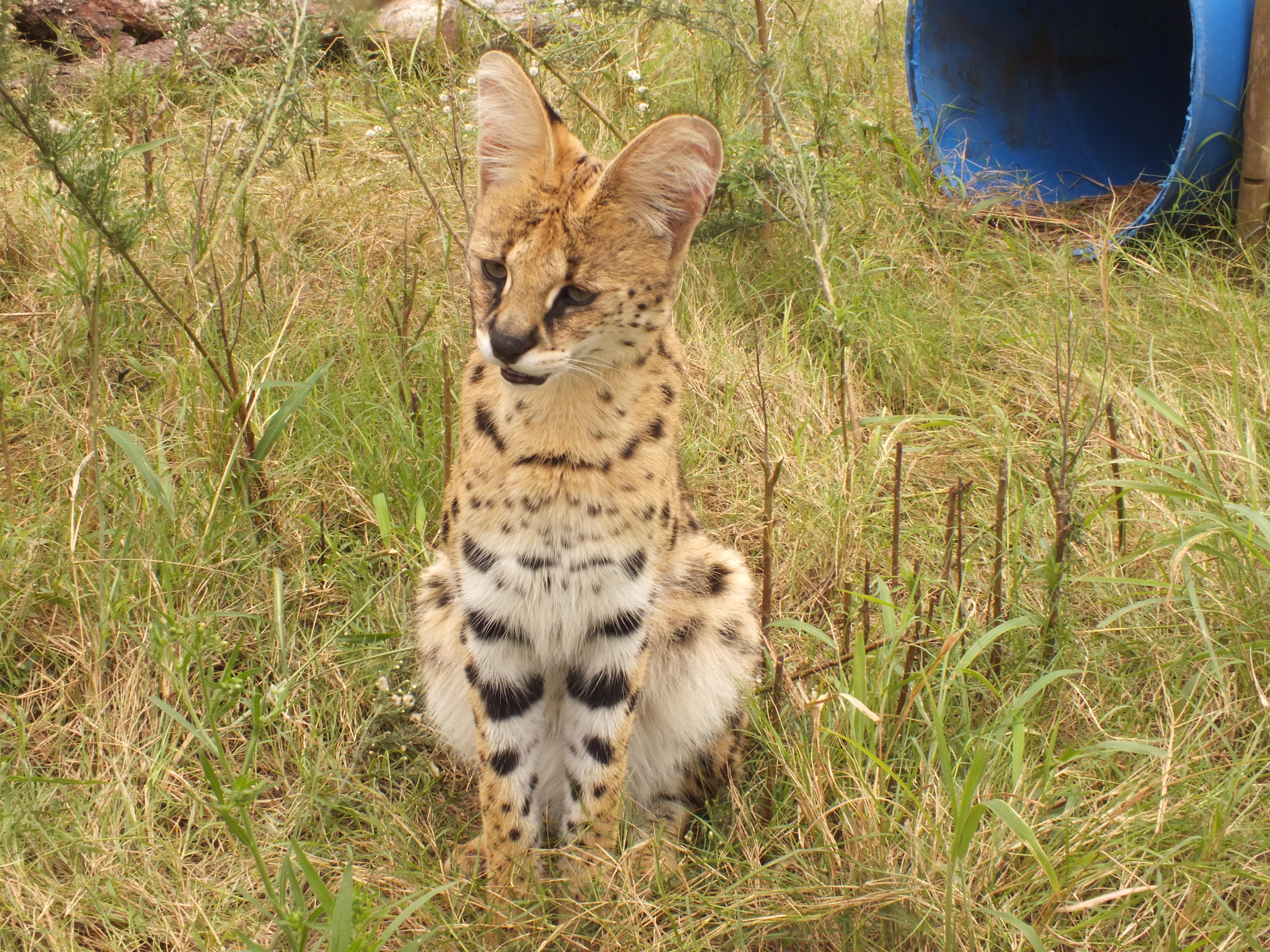 African Wild Cat Education  Kariega Private Game Reserve