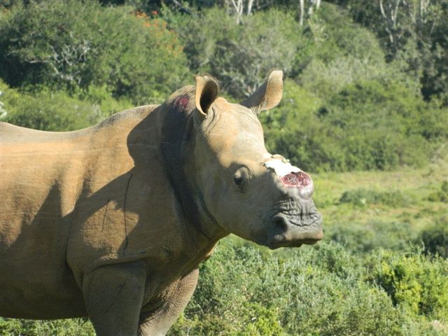 Kariega Rhino Thandi