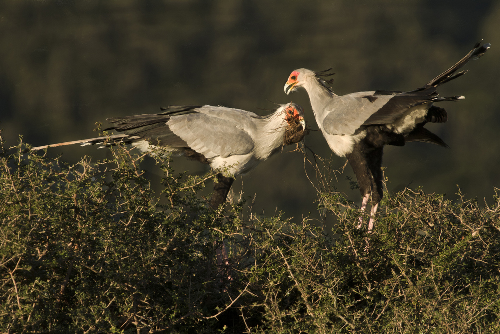 Secretary Birds Kariega Game Reserve Eastern Cape M Price