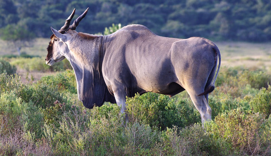 Kariega Game Reserve wildlife photo F Halter (8).jpg