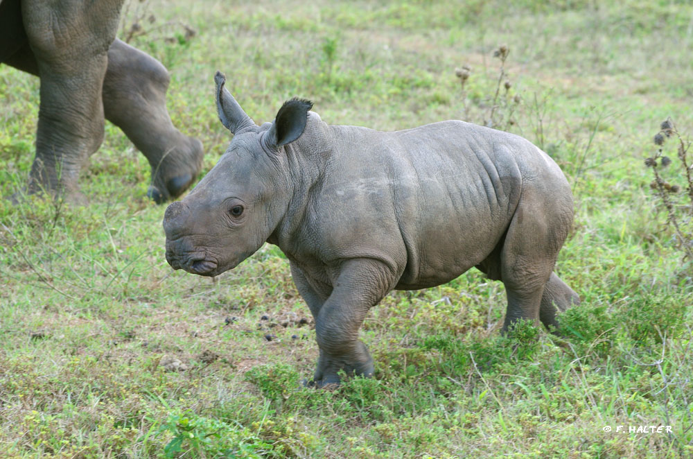 Tented Safari Lodge Settlers Drift | Kariega Private Game Reserve