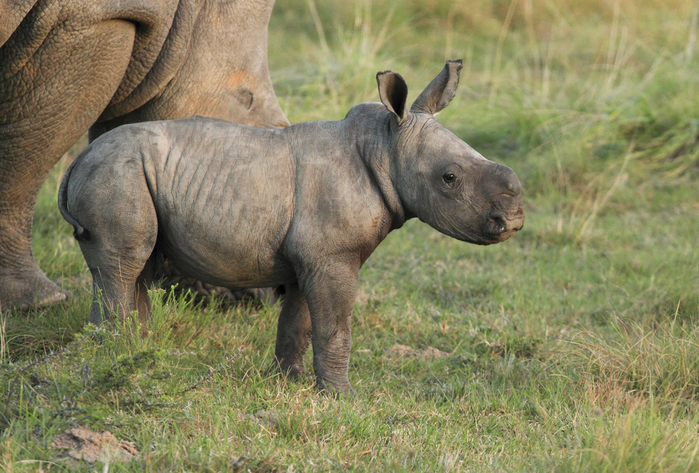 Rhino Poaching Survivor is Pregnant | Kariega Game Reserve