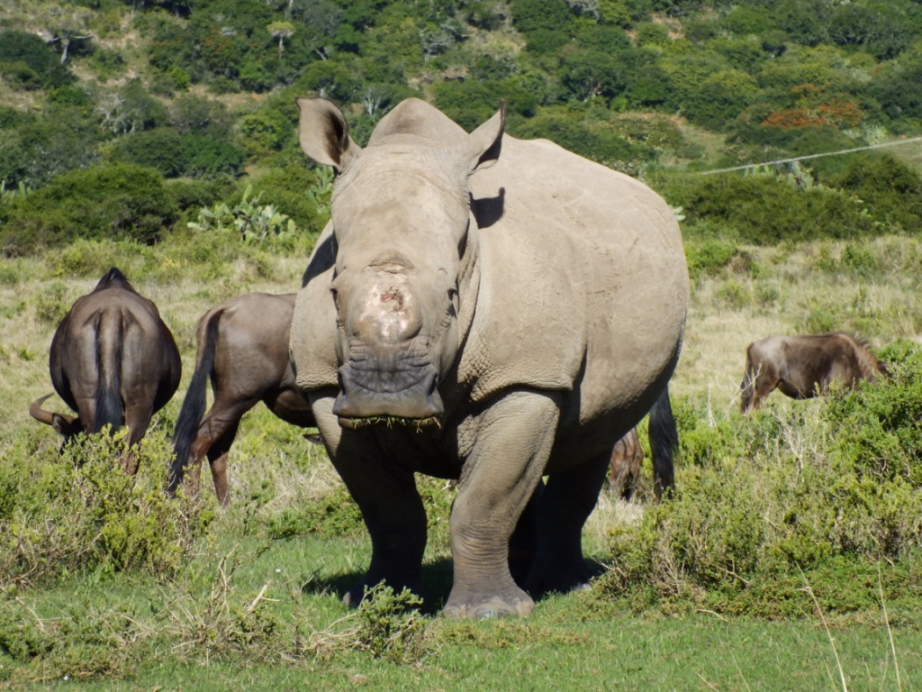 Kariega Rhino Thandi May2014 1