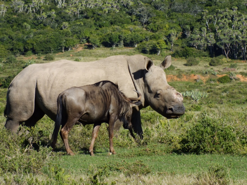 Kariega Rhino Thandi May2014 2