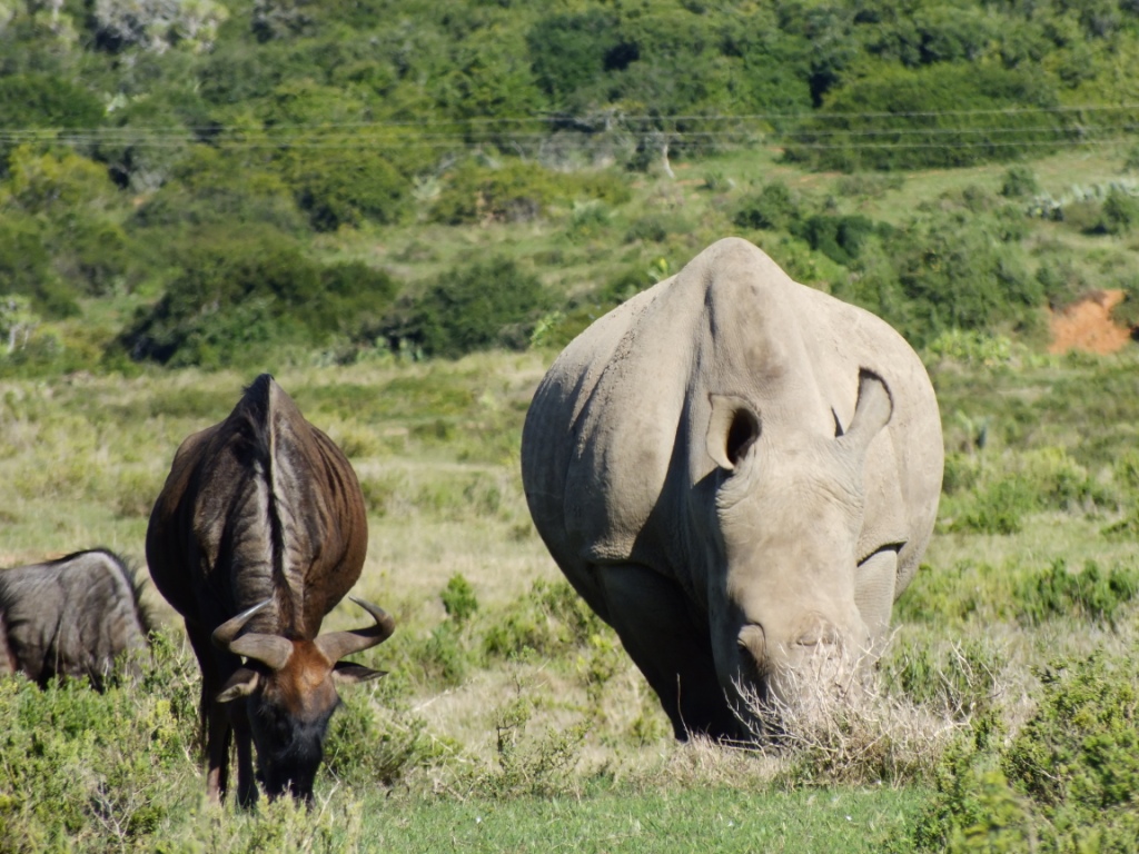 Kariega Rhino Thandi May2014