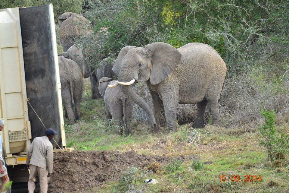 Kariega Elephant Release5 Sept2014