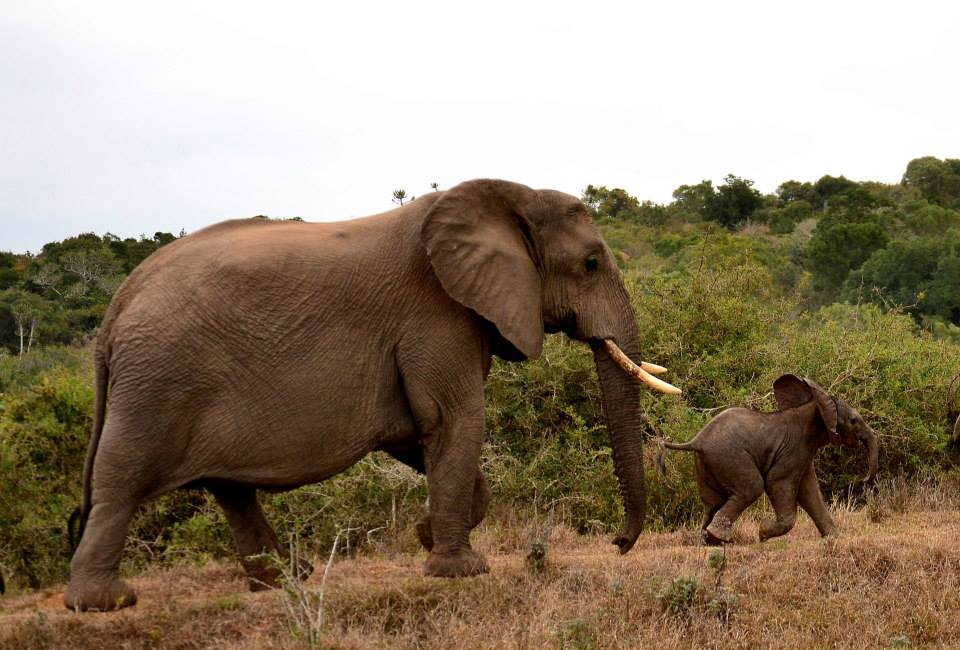 Kariega Newborn Elephant Sept2014