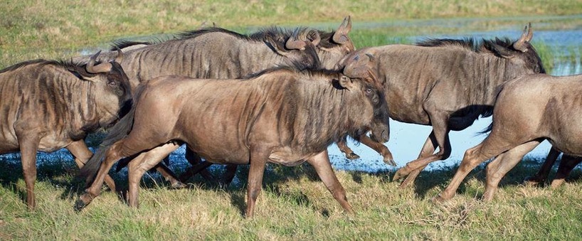 wildebeest-on-the-move.jpg