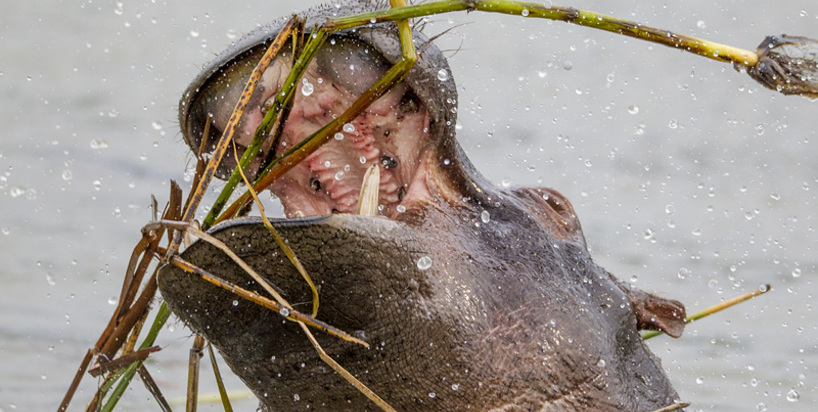 hippo-surfacing 2015.jpg