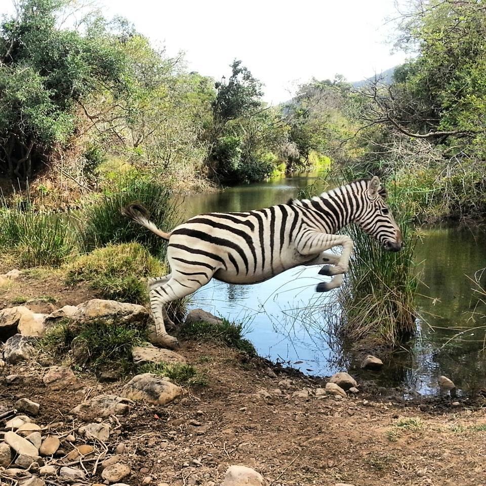 zebra jumping river at kariega