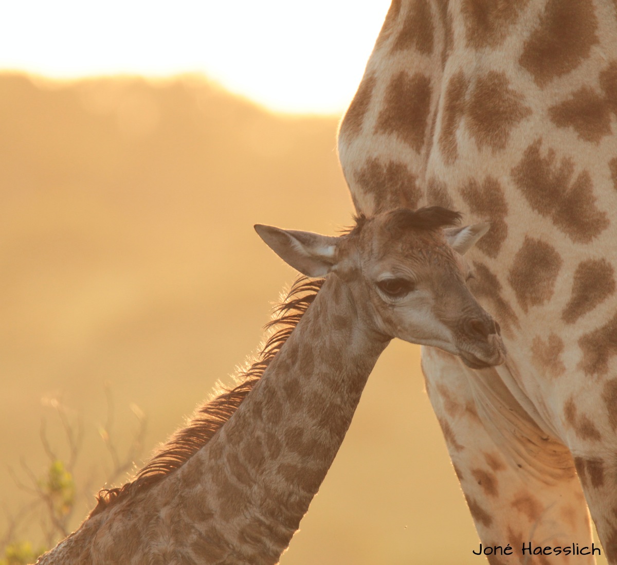 newborn-giraffe-at-kariega