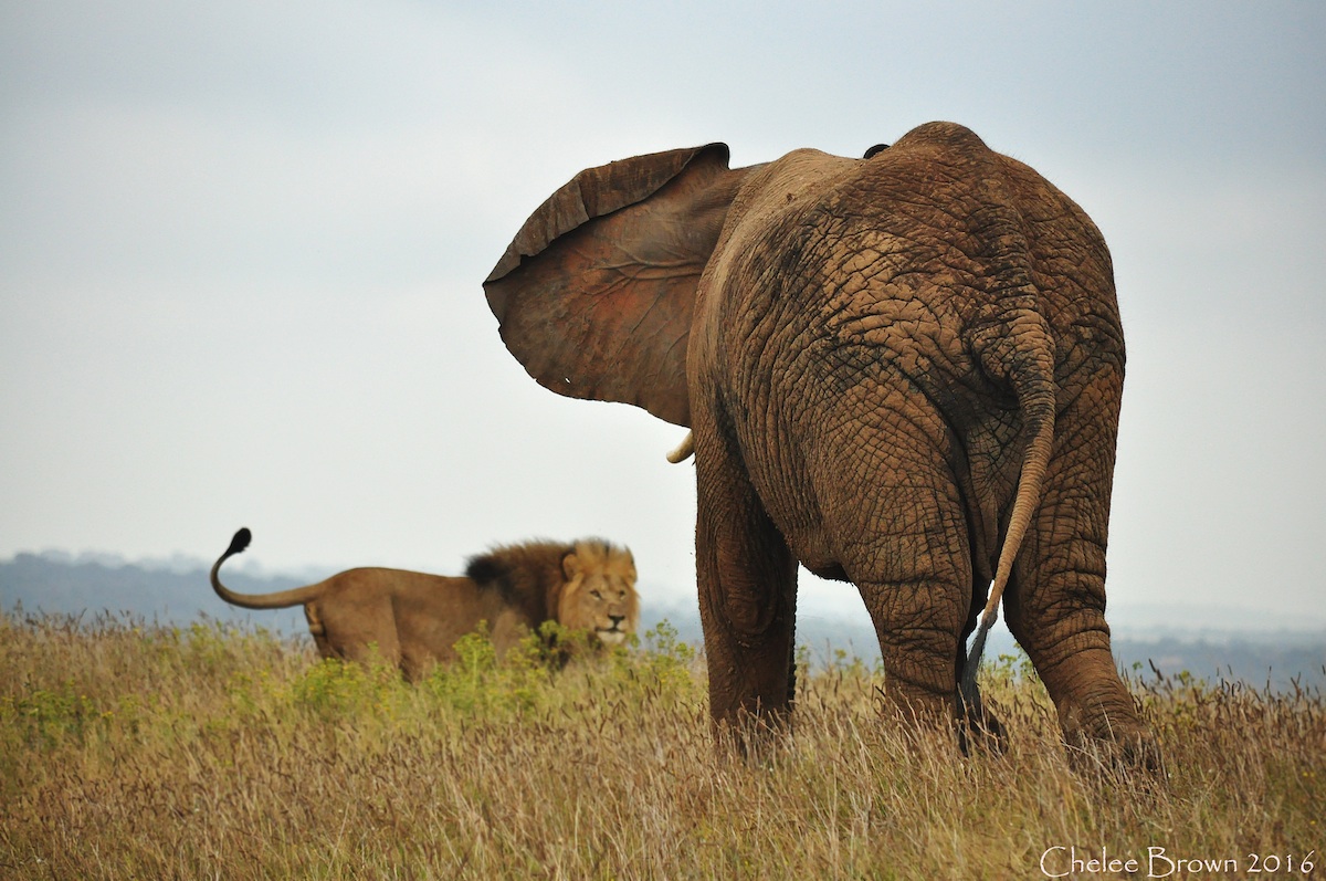 African Elephants Ears Help Keep Cooling