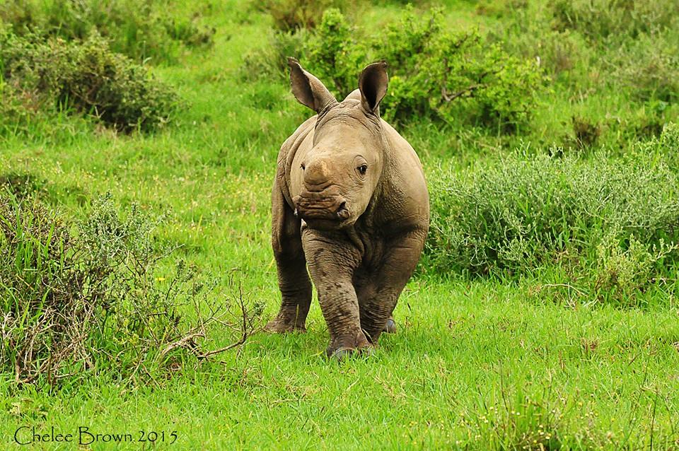 Rhino Thembi 2 months old