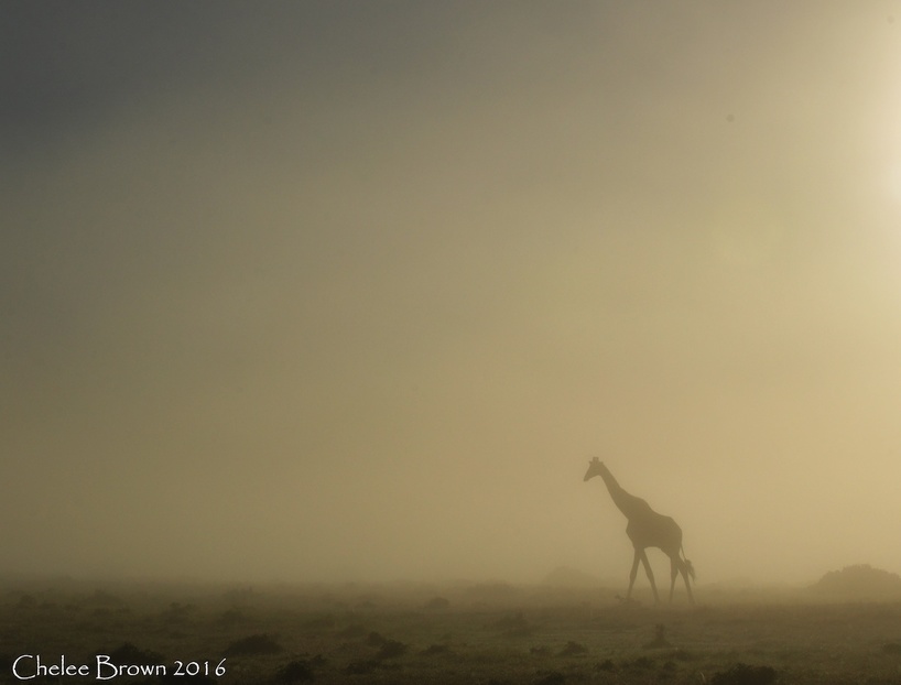 giraffe-misty-settlersdrift-chelee .jpg