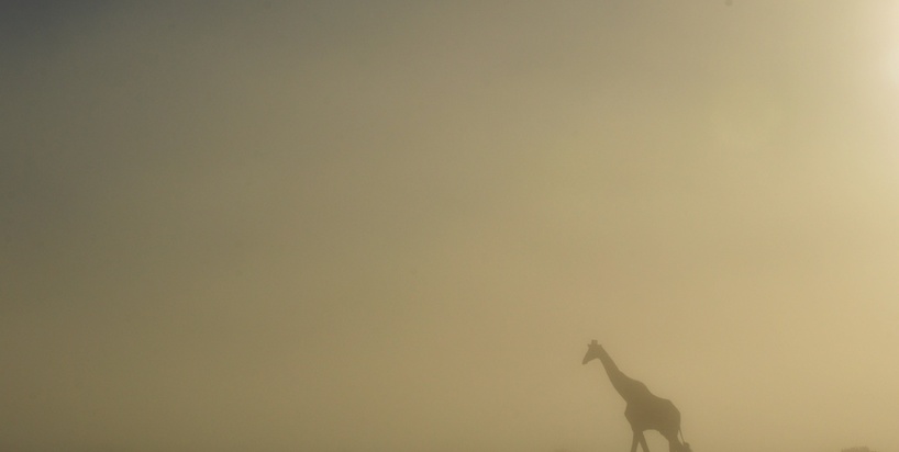 giraffe-misty-settlersdrift-chelee .jpg
