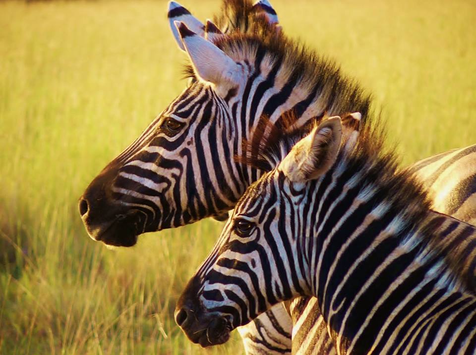 Zebras at Kariega by William Jones