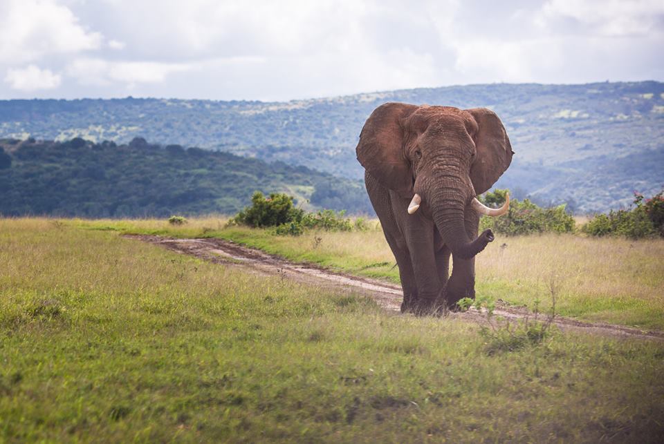 Elephant at Kariega by April Thomas