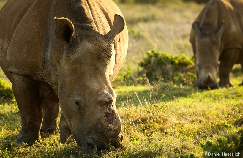 Kariega Thandi the Rhino