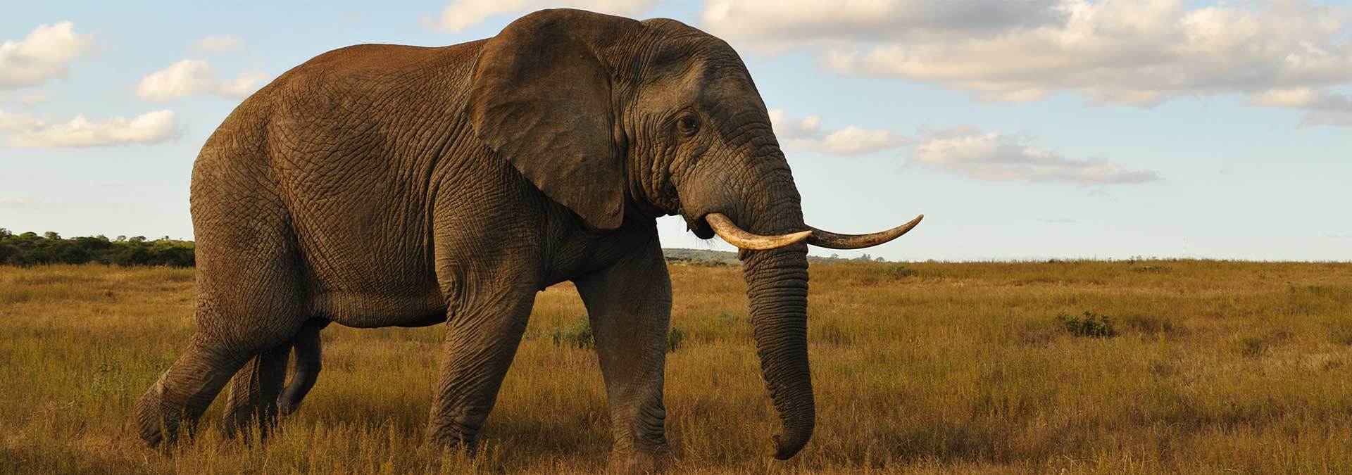 Kariega Elephant Taking A Stroll