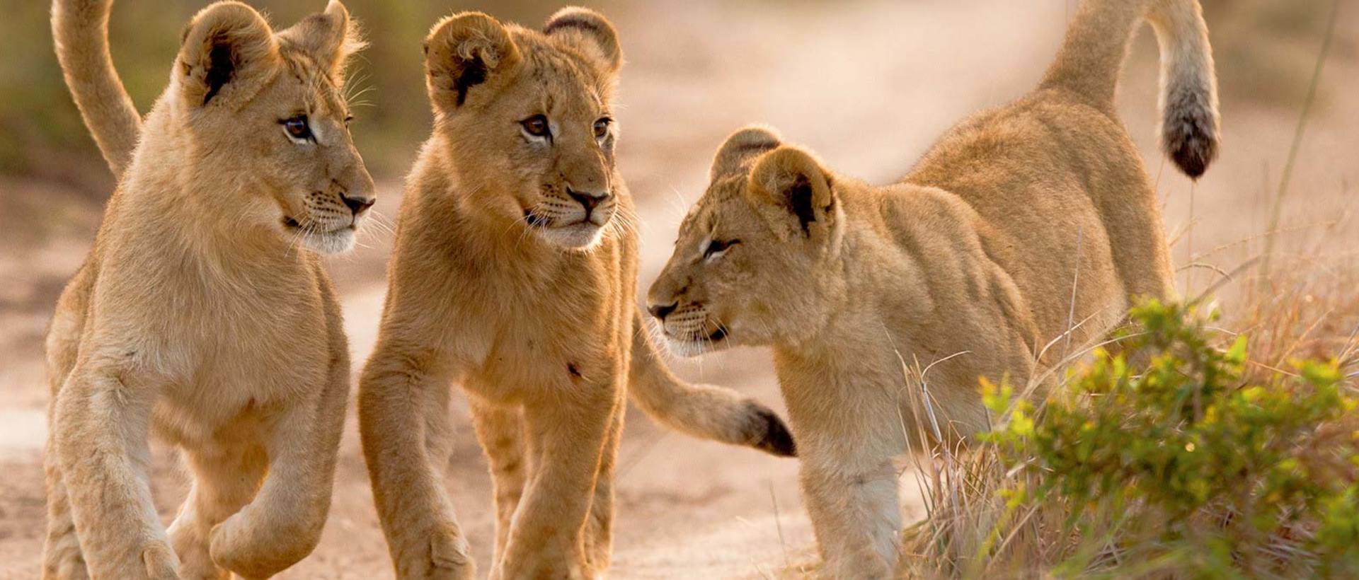 Kariega Lion Cubs