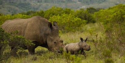Kariega Rhino Follows Calf