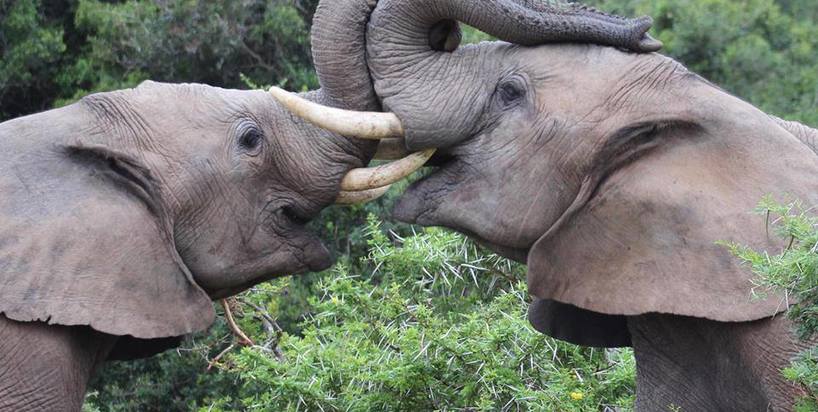 kariega-elephant-wrestling-Sneddon.jpg