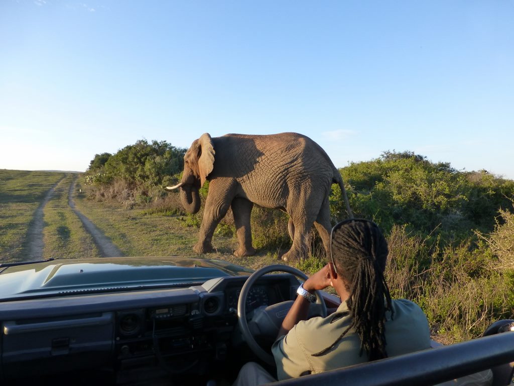 Marchant Family Elephant Sighting at Kariega