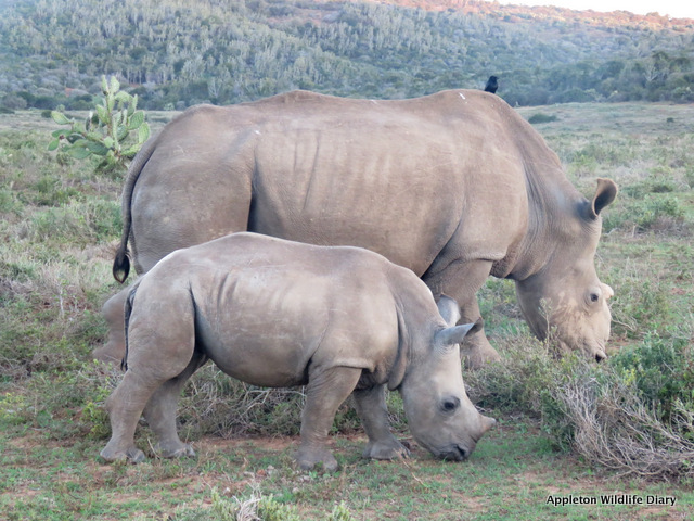 UK Blogger Alex White's photo of Eastern Cape Rhino Poaching Survivor  Thandi and Colin