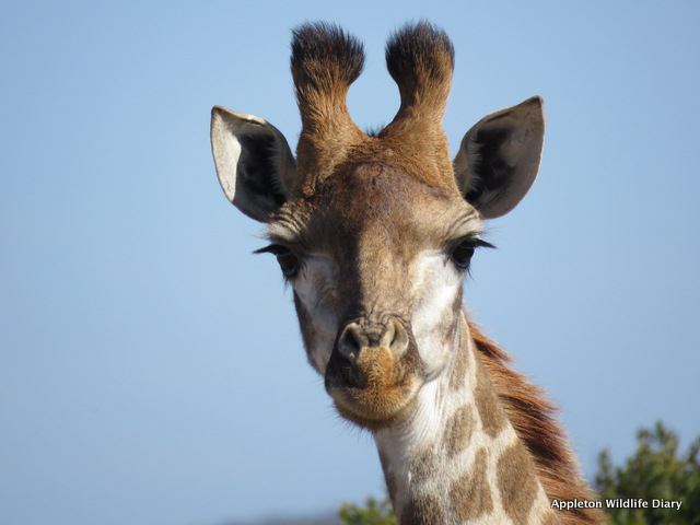 Kariega Giraffe by Blogger Alex White