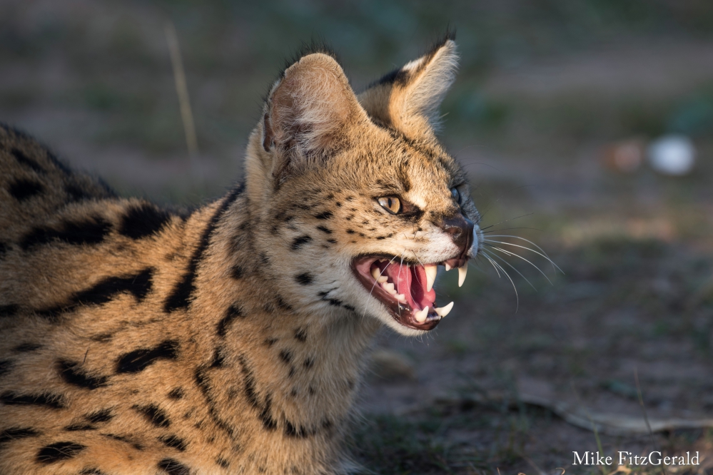 African Wild Cat Education  Kariega Private Game Reserve