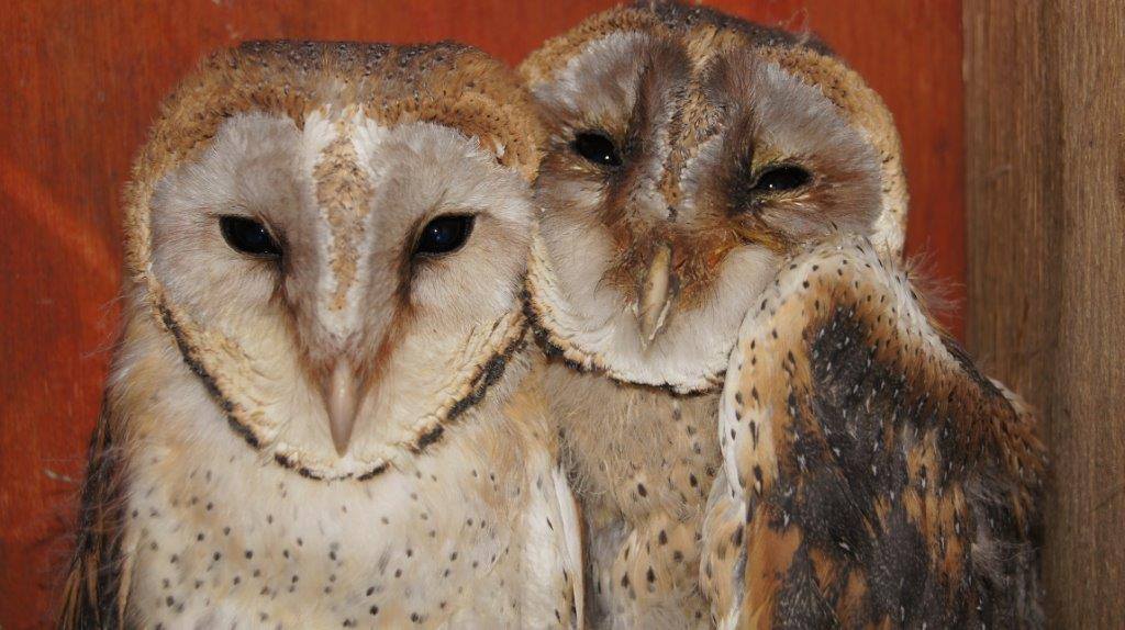 Kariega Barn Owls