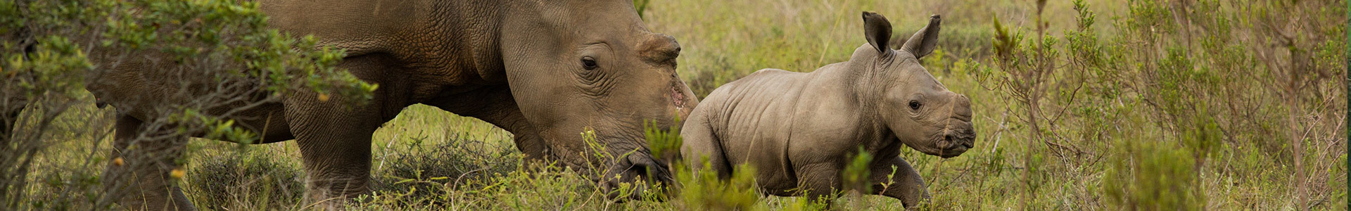 HELP SAVE THE RHINO