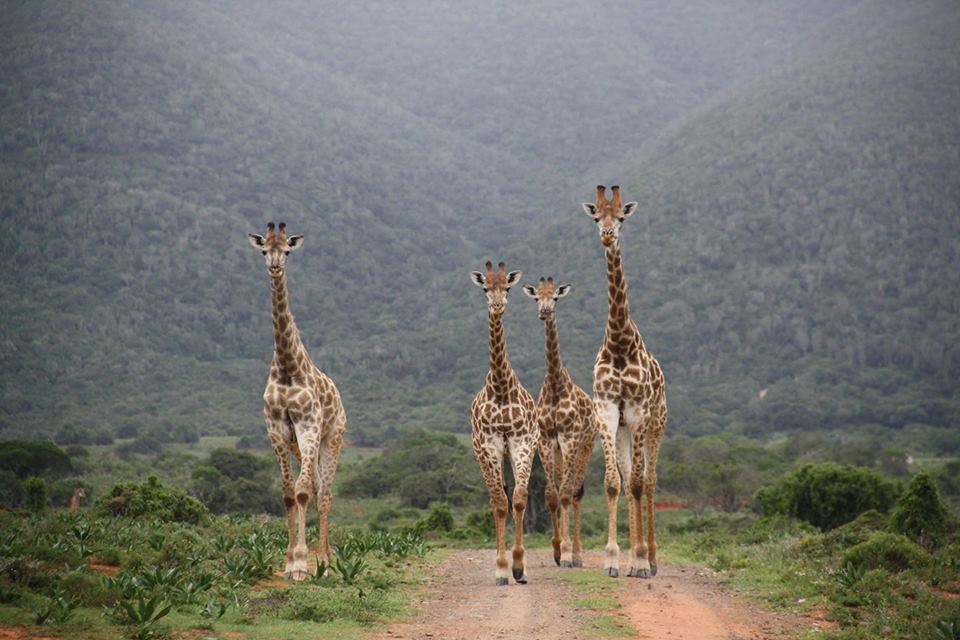 Kariega Giraffe by Nicci Kimmel