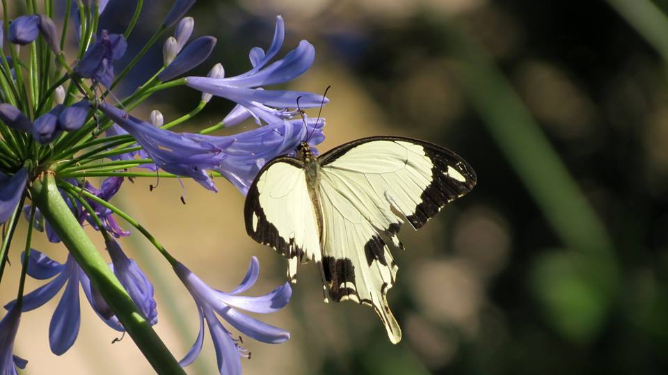 South African Mocker Swallowtail Butterfly