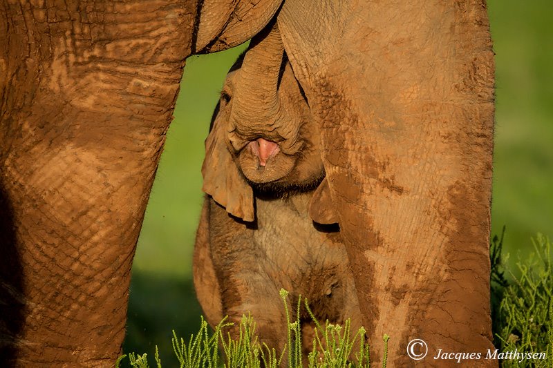 Kariega Baby Elephant