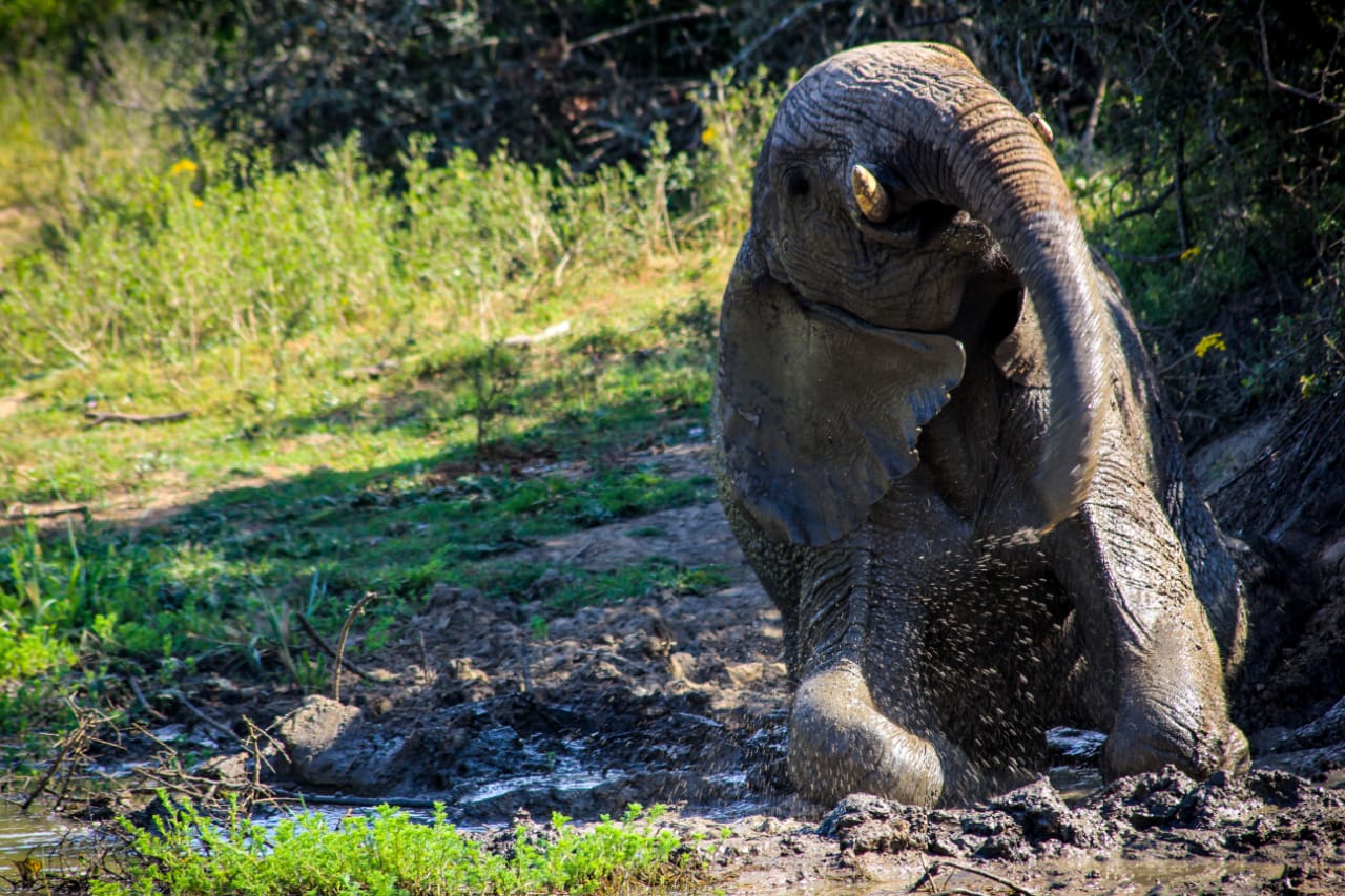 Safari Christmas Blessings -  Elephant enjoying a mud bath by Braden Colling