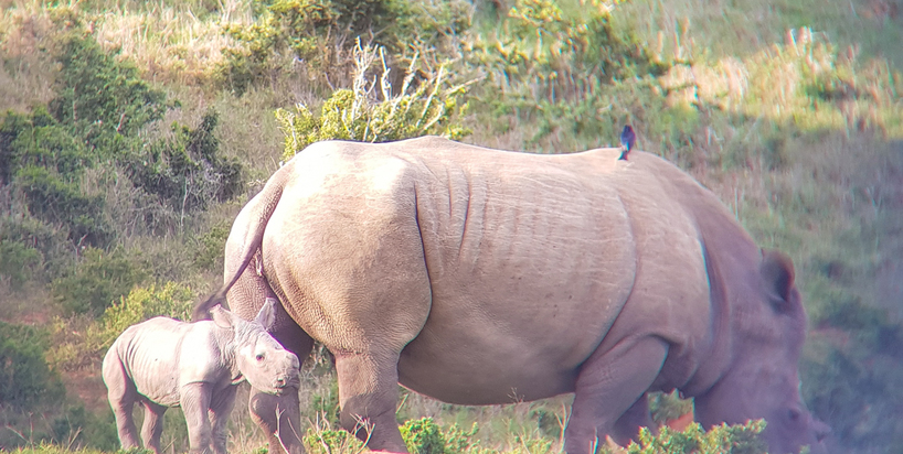 Kariega-Thandi.Third-Calf-Guide-Jesse1.JPG