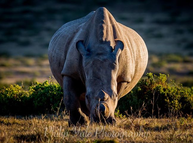 Behind the Lens: 2019 Photo Competition Winner Phil Yale's Rhino