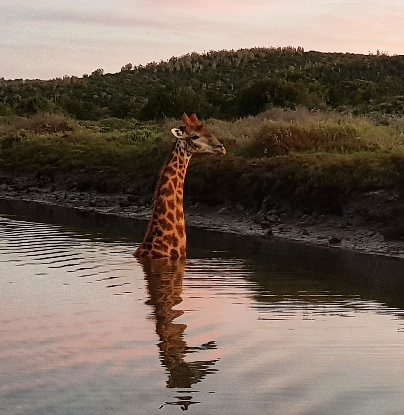 Kariega Can Giraffe Swim in River