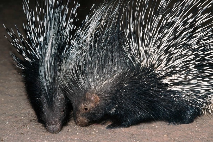 A Prickle Rotary Club Of Faribault