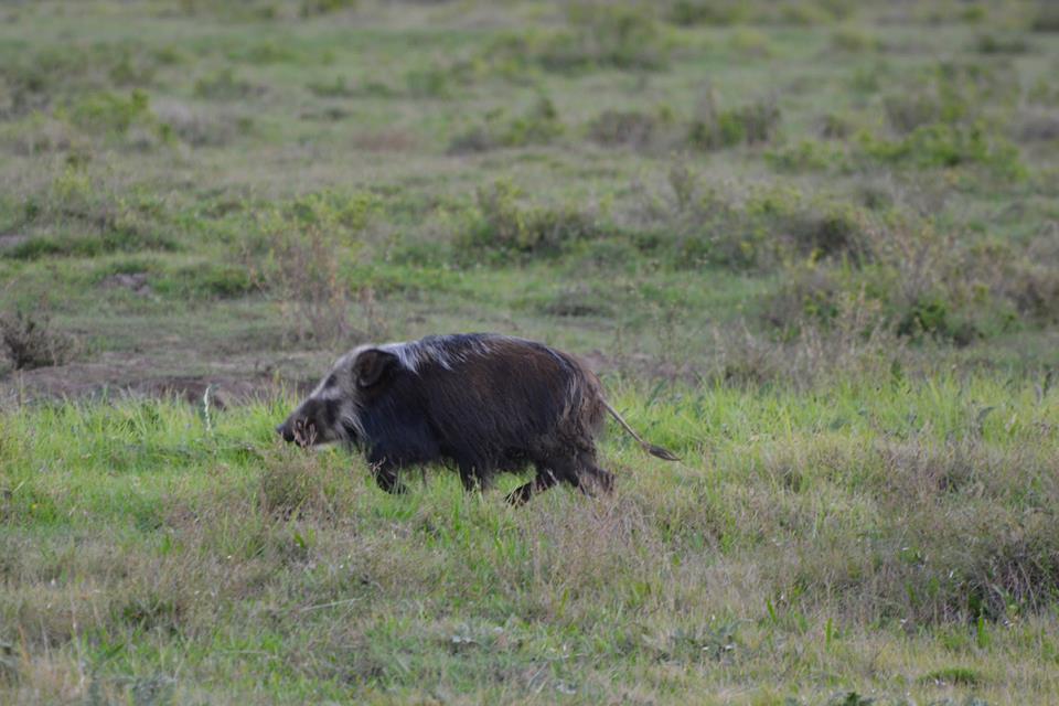 South African Wild Bush Pig