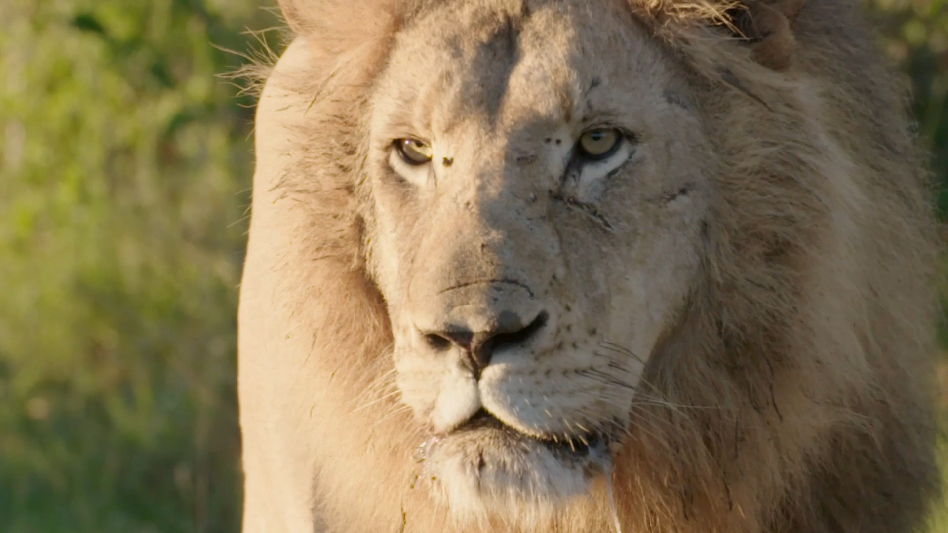 Video African Safari Sunrise Lion