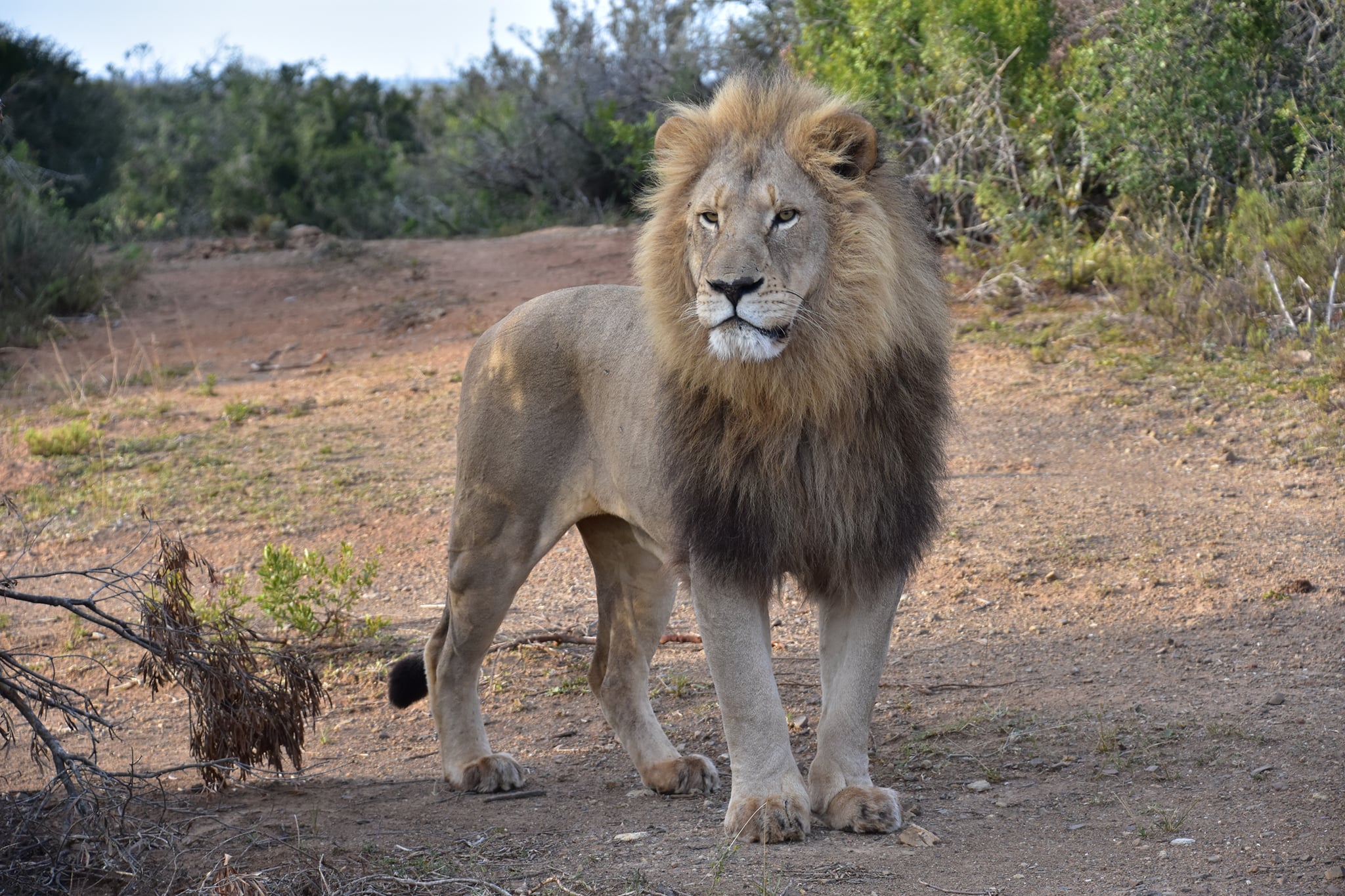 2020 Wildlife Photo Competition Lion