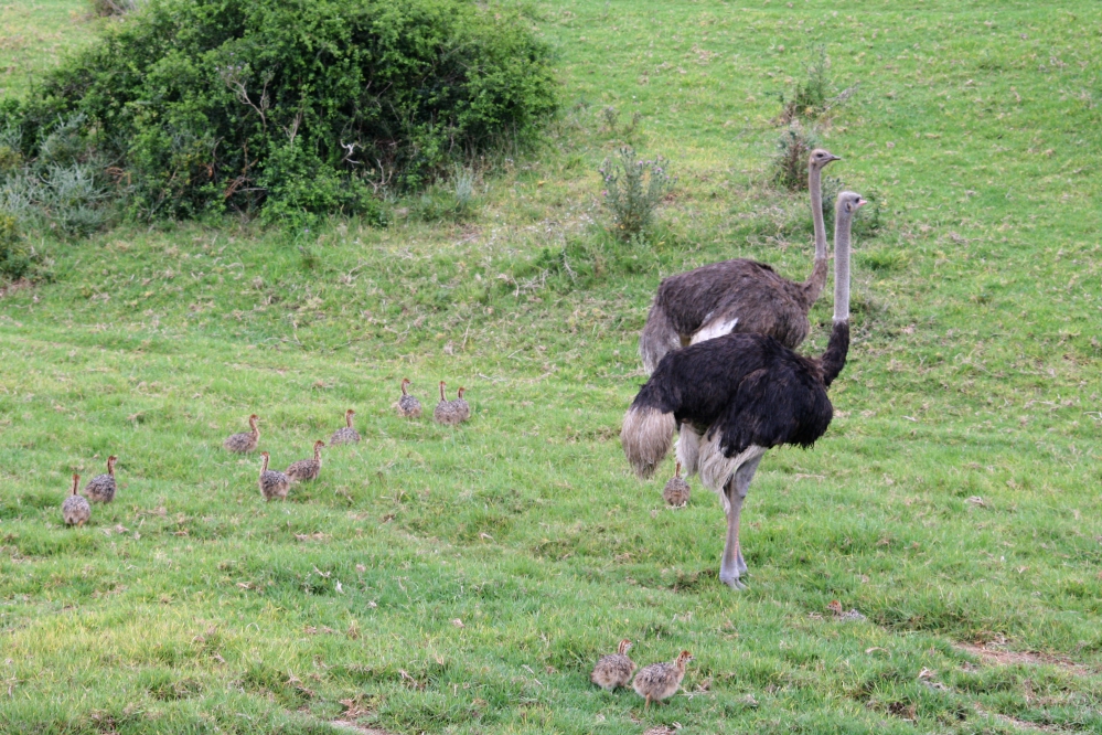 South African Ostrich Adults and Chicks