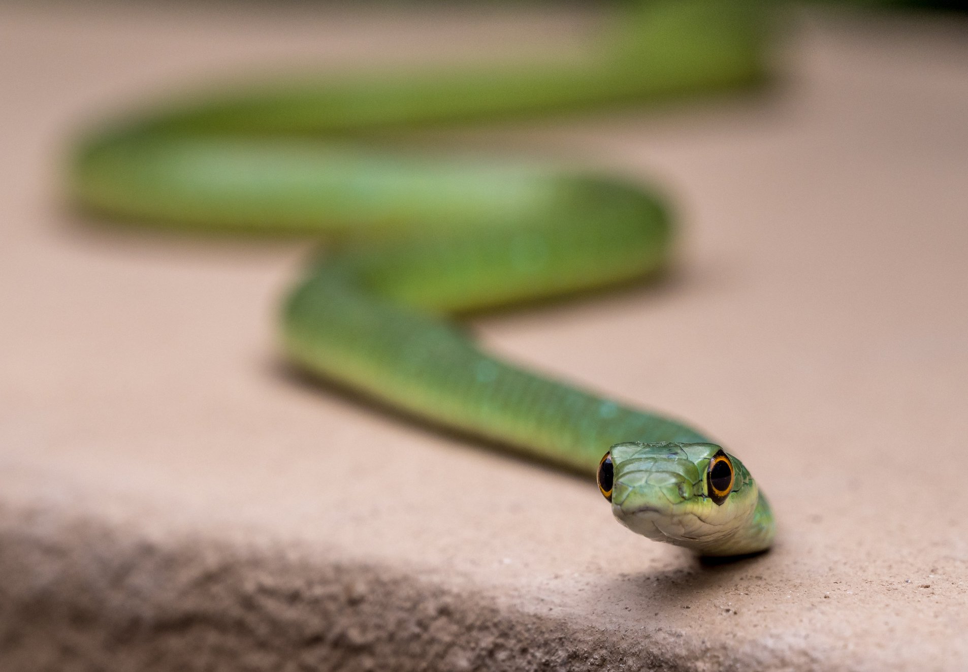 Peter Reitze Snake 2020 Facebook Photo Competition Finalist